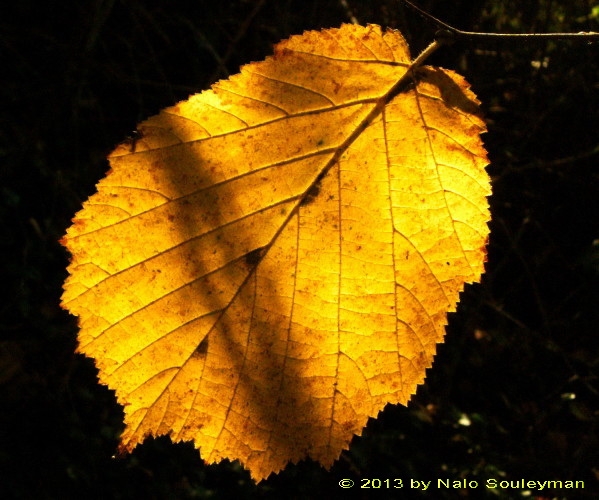 feuille d'or copyright