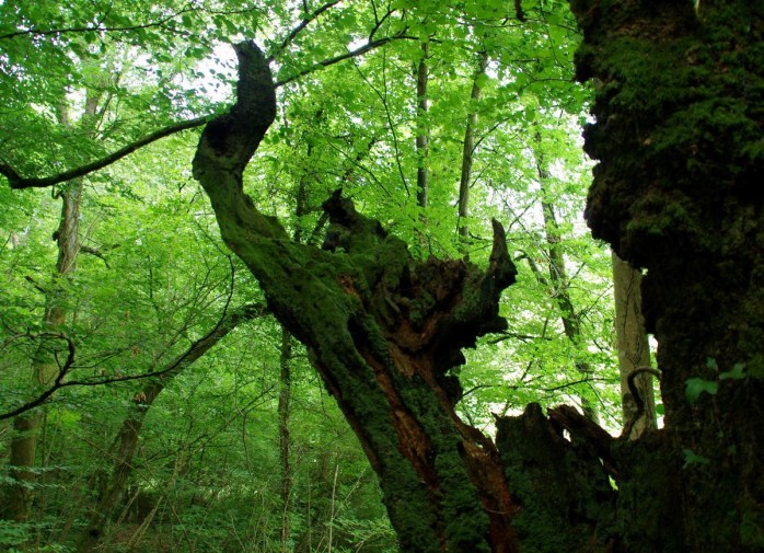 la forêt des sortilèges