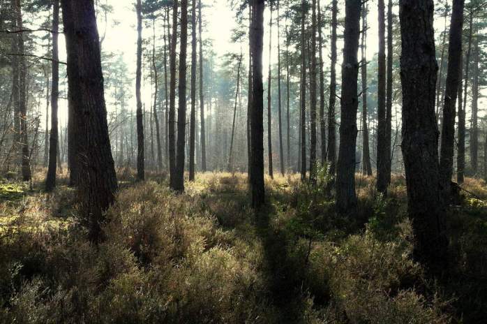 ob_804595_bois-de-sologne