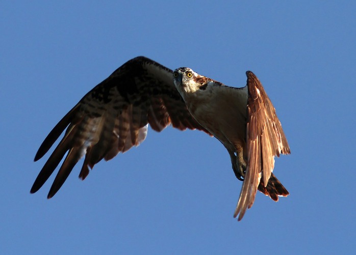 osprey-looking-down-phillanoue-balbuzard