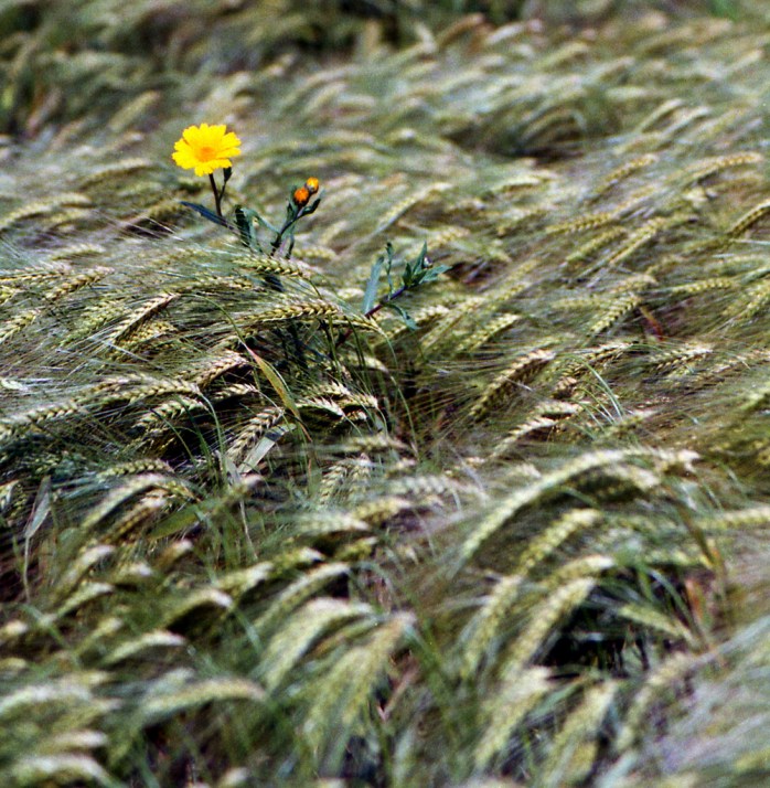 fleur d'or dans les blés